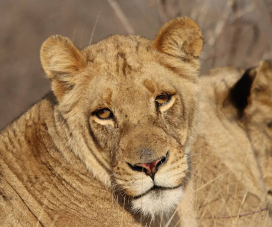 Kruger National Park - Lion