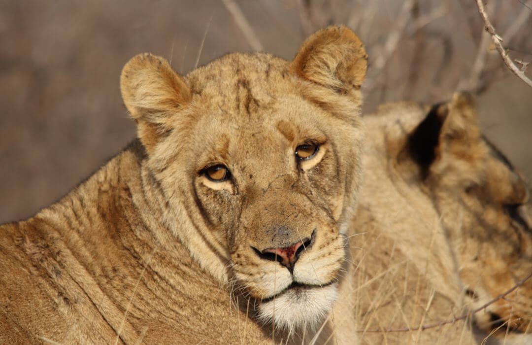 Kruger National Park - Lion