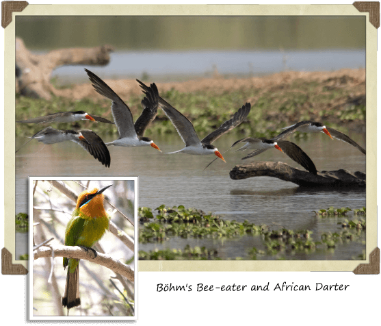 Liwonde National Park Malawi