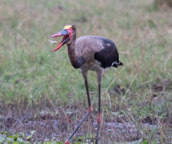 Saddle Billed Stork