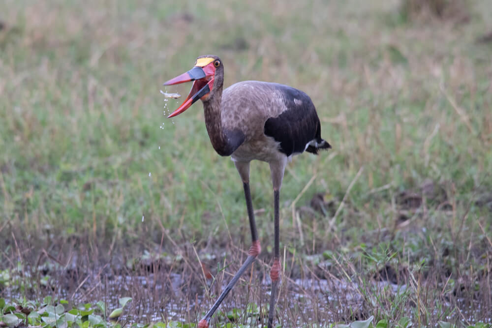 Saddle Billed Stork