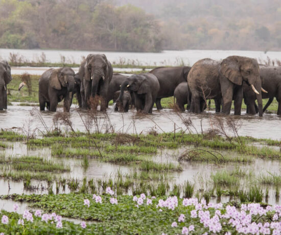 Majete Game Reserve Malawi