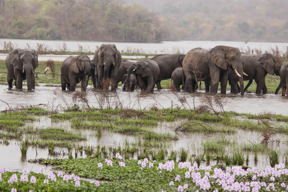 Majete Game Reserve Malawi