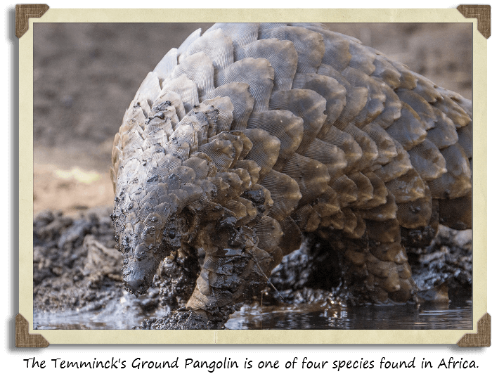 Temmnick's Pangolin