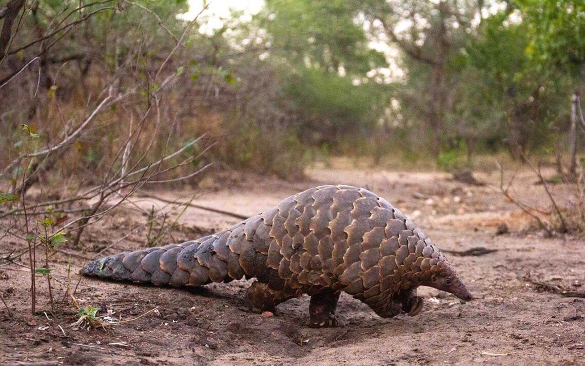 Temminck's pangolin