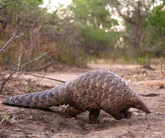 Temminck's pangolin