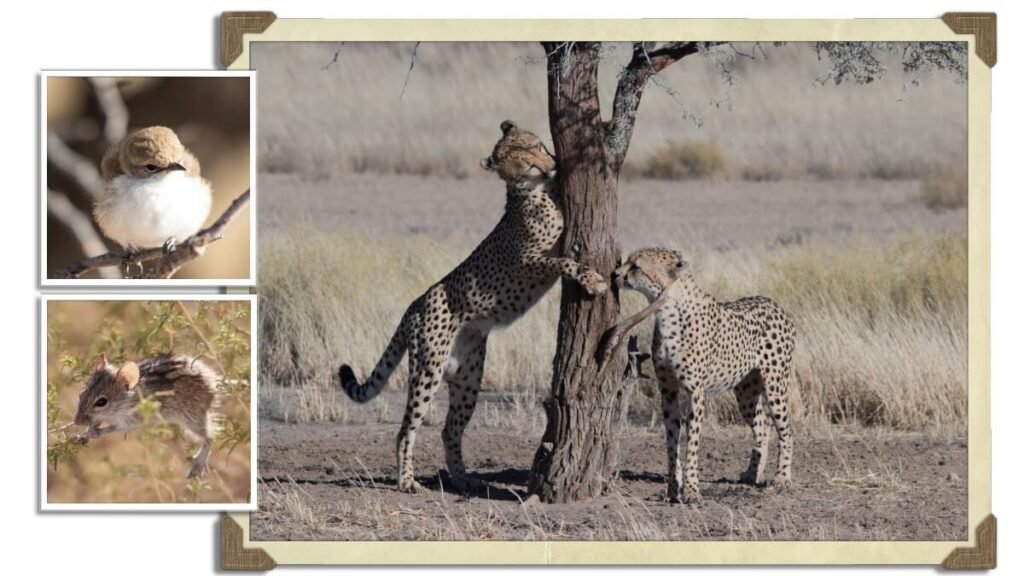 Wildlife in Kgalagadi Transfrontier Park