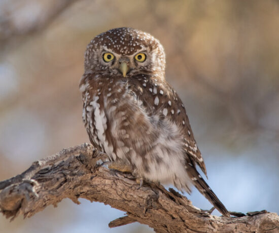 Pearl Spotted Owl