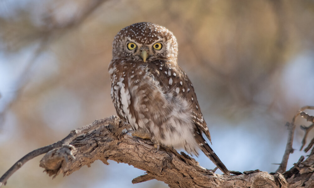 Pearl Spotted Owl